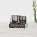 Zoek naar shetland kaarten Sheltie