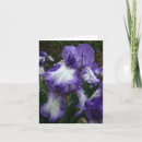 Recherche de iris pourpre et blanc Pour tous