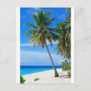 Recherche de cocotier cartes postales Plage