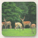 Recherche de cerfs communs dessous de verres Dehors