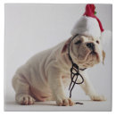 Recherche de bouledogue carreaux Mignon