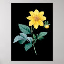 Recherche de fleur de dahlia posters Pour elle