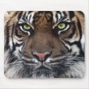 Recherche de yeux tigre tapis souris Sauvage
