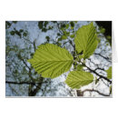 Recherche de hêtre cartes postales Feuille