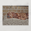 Recherche de setter cartes postales Rouge