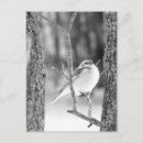 Recherche de oiseau noir et blanc cartes postales Paysage