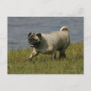 Recherche de pug cartes postales Mops