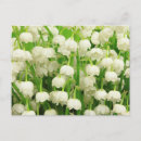 Recherche de lis blanc cartes postales Printemps