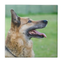 Zoek naar duitse herder tegels Park