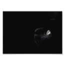 Recherche de femelle animaux articles Noir