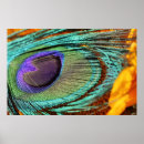 Recherche de beau paon posters Fleur