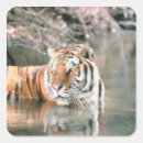 Recherche de tête de tigre autocollants Nature