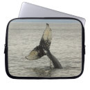 Recherche de mammifères coques Alaska