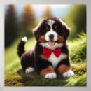 Recherche de sennenhund posters Chiot