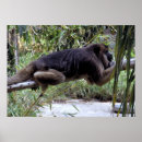 Recherche de animaux zoo posters Tropical