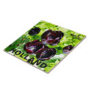 Recherche de tulipe carreaux Holland