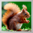 Recherche de animaux sauvages mignons posters Vert