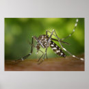 Recherche de moustique posters Macro