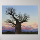 Zoek naar baobab kunst Landschap
