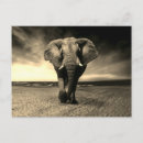 Recherche de wild cartes postales Animaux sauvages