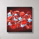 Recherche de globules sanguins posters 3d
