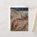 Recherche de collage chat cartes postales Coloré