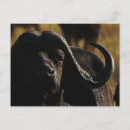 Recherche de buffle africain cartes postales Africaine