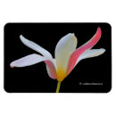 Recherche de fleurs de tulipe magnets Blanc