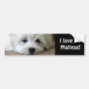 Recherche de bichon voiture autocollants Animaux familiers