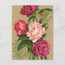 Recherche de peintures roses cartes postales Fleurs