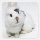 Recherche de lapin noir autocollants Animaux