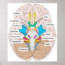 Recherche de le cerveau posters Nerfs