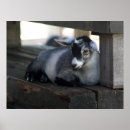 Recherche de chèvres posters Animal