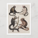 Zoek naar apen briefkaarten Dieren