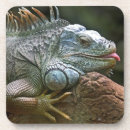 Zoek naar hagedis onderzetters Iguana