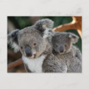 Recherche de animaux de bébé cartes postales Ours