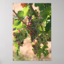 Recherche de vino posters Italie