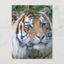 Recherche de tigre cartes postales mammifère
