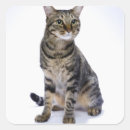 Recherche de chat japonais autocollants Animaux