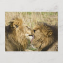 Recherche de masai mara cartes postales Gros chat