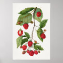 Recherche de mûre posters Fruit