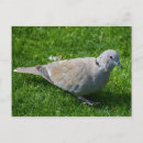 Zoek naar dove briefkaarten Mooi
