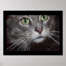 Zoek naar coon posters Katten