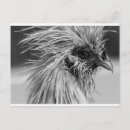 Recherche de silkie cartes postales Coq