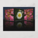 Recherche de dahlia cartes postales Floral