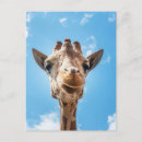 Recherche de girafe mignonne cartes postales Faune