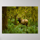 Recherche de forêt tropicale posters Alaska