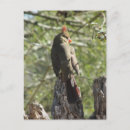 Recherche de cardinal cartes postales Portrait