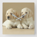 Recherche de labrador retriever horloges Chiot