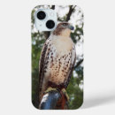 Recherche de faucon coques Rapace